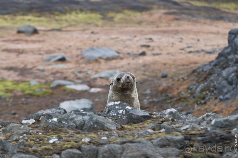 Антарктида: Южные морские котики!