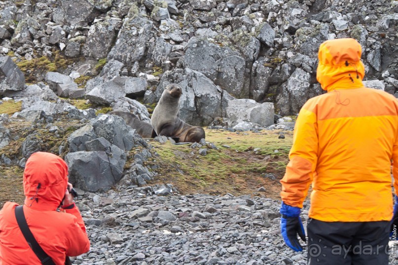 Антарктида: Южные морские котики!