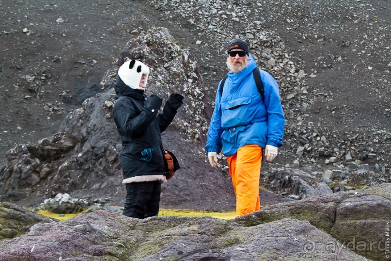 Антарктида: Южные морские котики!