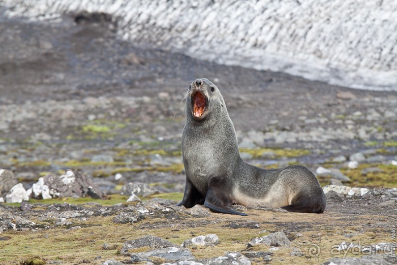 Антарктида: Южные морские котики!