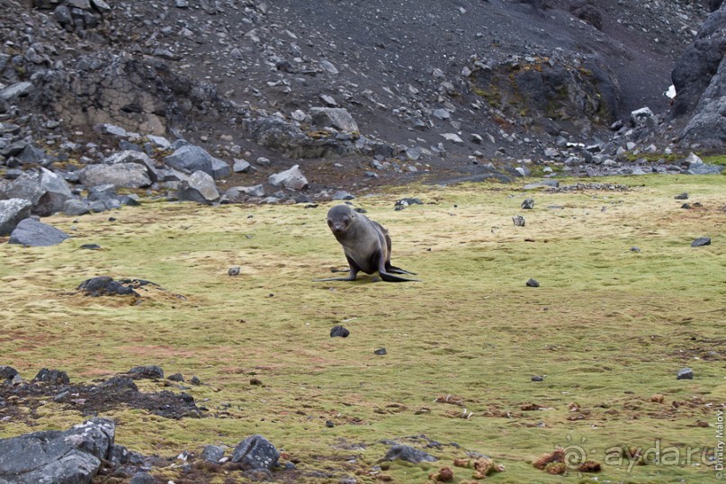 Антарктида: Южные морские котики!