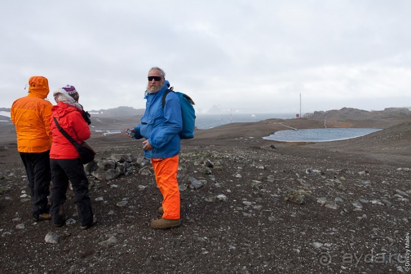 Антарктида: Южные морские котики!