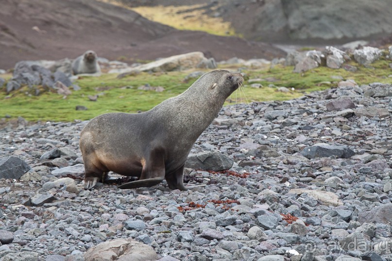Антарктида: Южные морские котики!