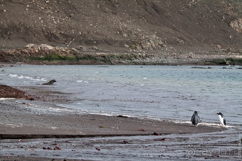 Антарктида: Южные морские котики!