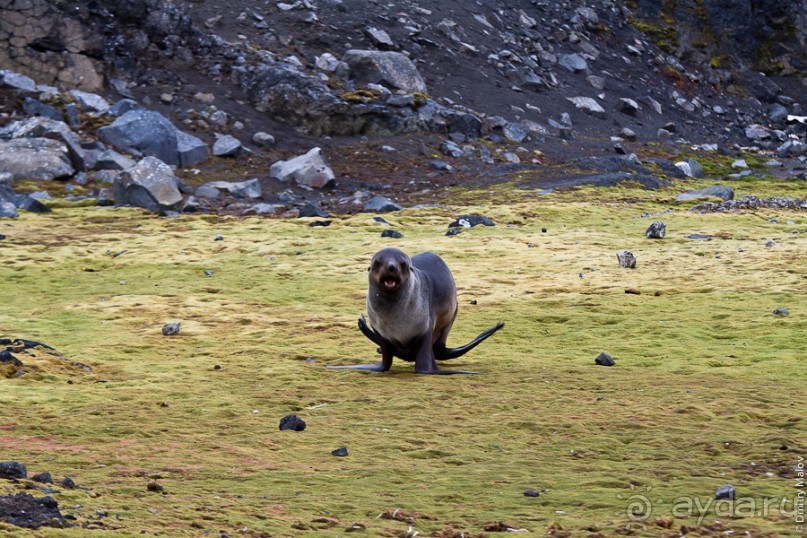 Антарктида: Южные морские котики!
