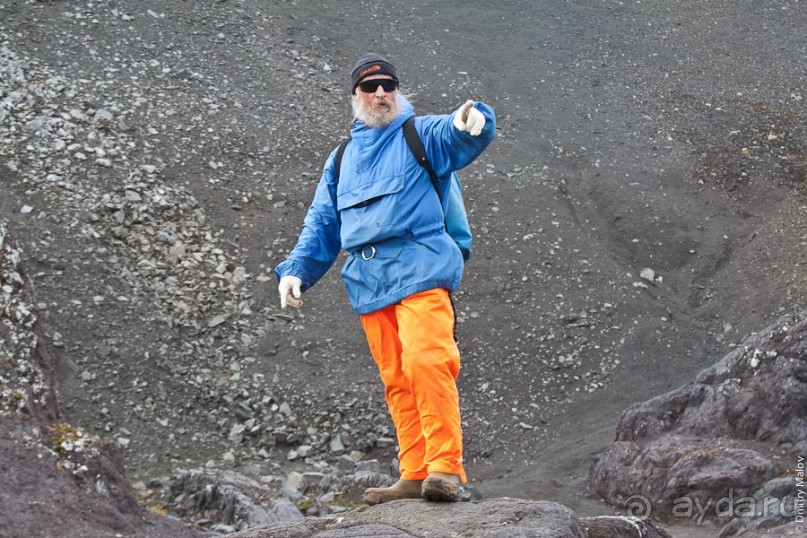 Антарктида: Южные морские котики!