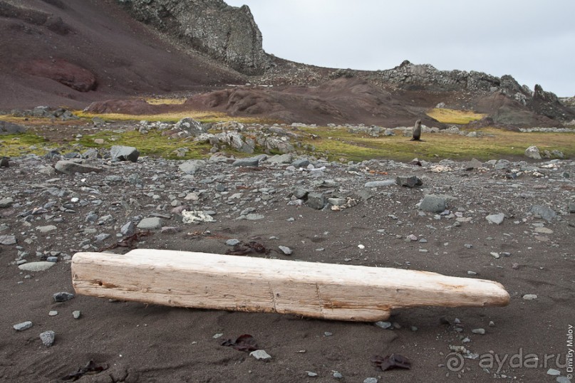 Антарктида: Южные морские котики!