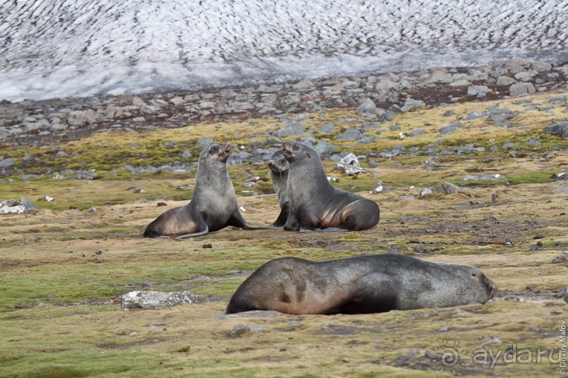 Антарктида: Южные морские котики!
