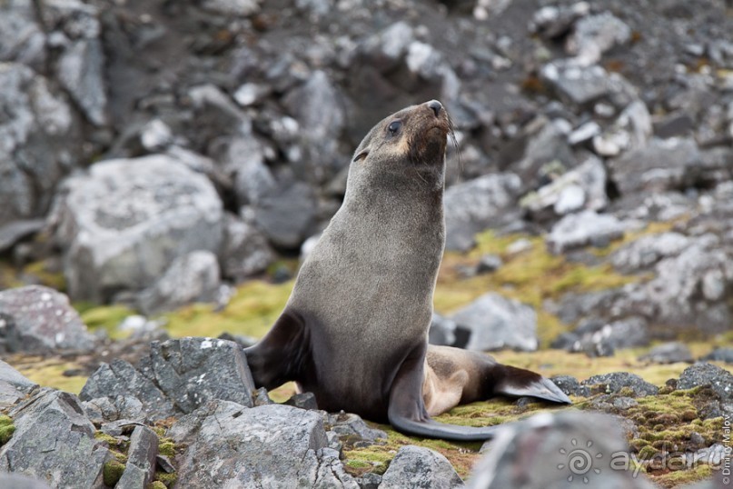 Антарктида: Южные морские котики!