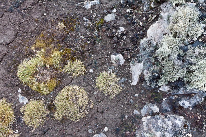 Антарктида: Южные морские котики!