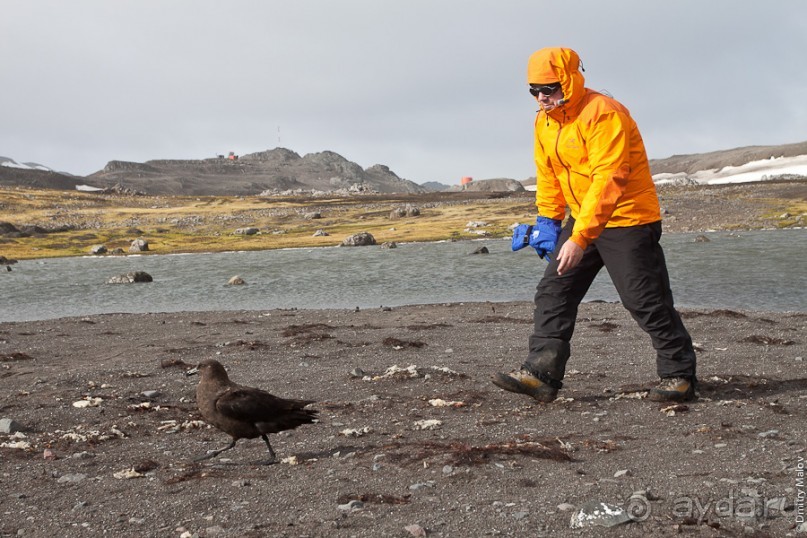 Антарктида: Южные морские котики!
