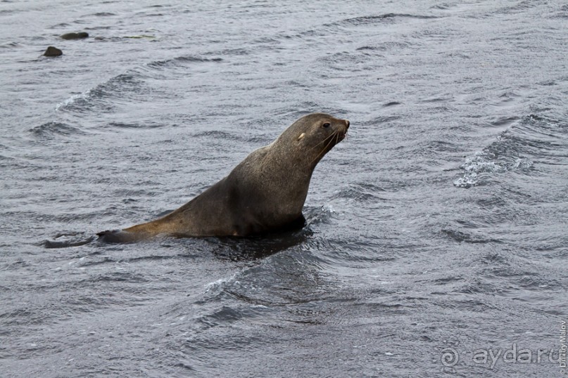 Антарктида: Южные морские котики!