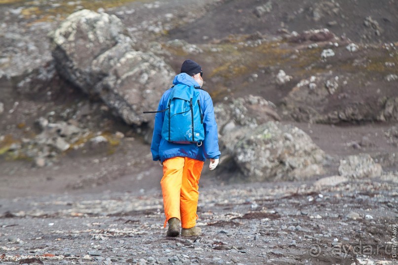 Антарктида: Южные морские котики!