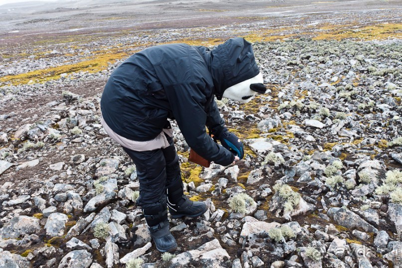 Антарктида: Южные морские котики!