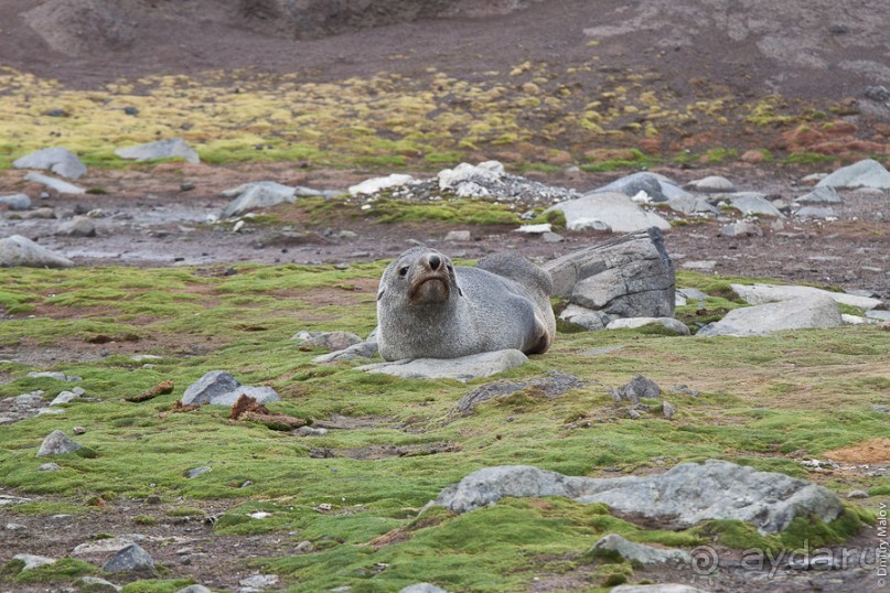 Антарктида: Южные морские котики!
