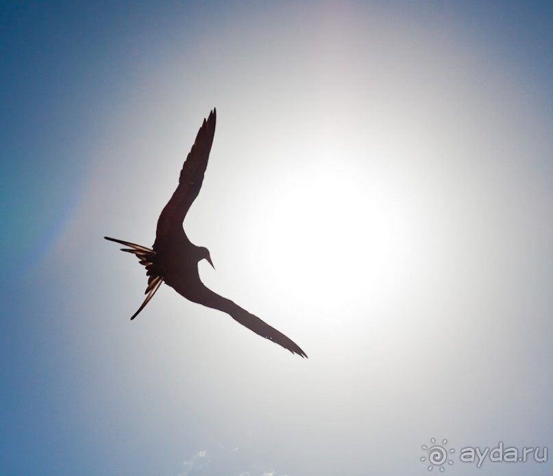Остров Вознесения, южный Атлантический Океан (1/3)