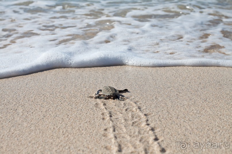Остров Вознесения, южный Атлантический Океан (1/3)