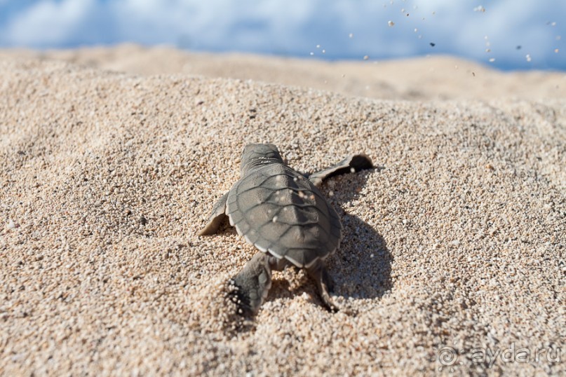 Остров Вознесения, южный Атлантический Океан (1/3)