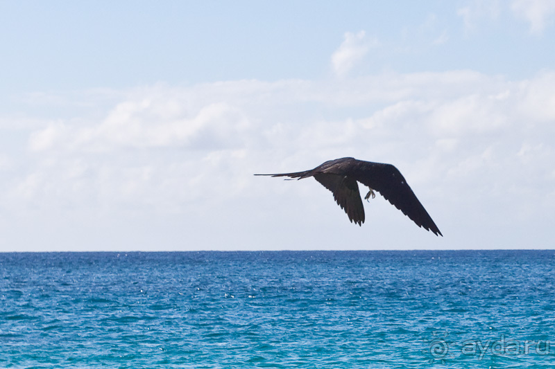 Остров Вознесения, южный Атлантический Океан (1/3)