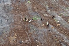 Монтсеррат. Montserrat, West Indies (2/4).