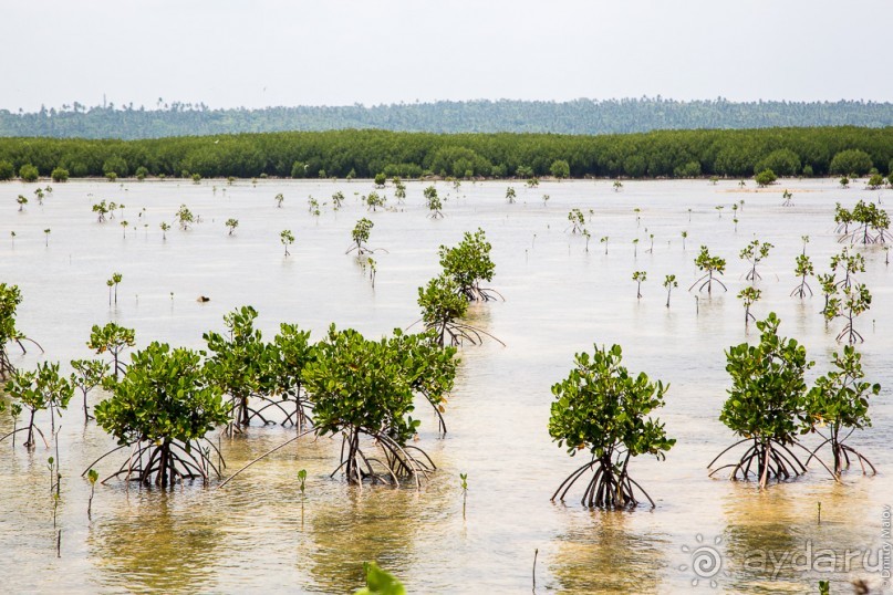 Альбом отзыва "Тонга — Вавау"