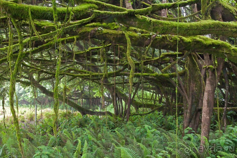 Остров Вознесения, южный Атлантический Океан