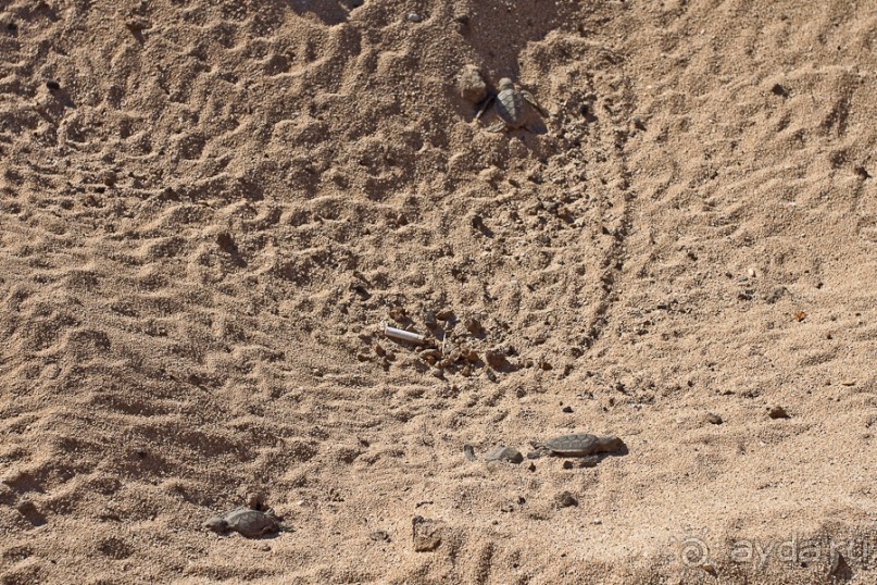 Остров Вознесения, южный Атлантический Океан