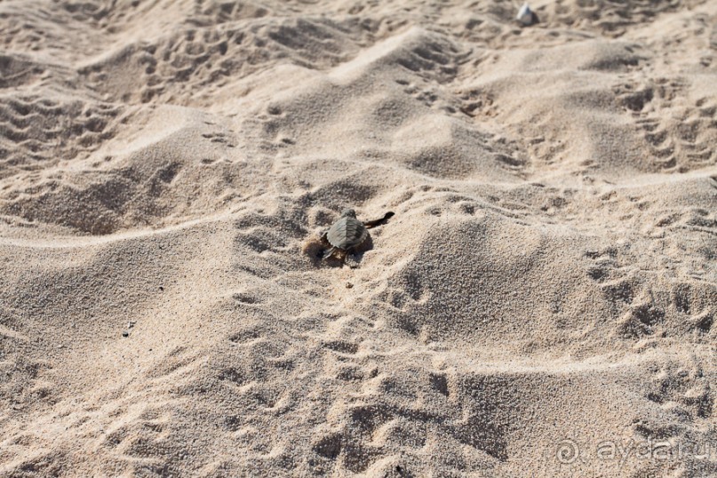 Остров Вознесения, южный Атлантический Океан