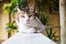 Раротонга, Острова Кука (1/3)