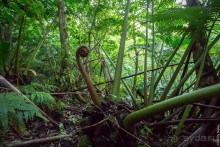 Раротонга, Острова Кука (1/3)