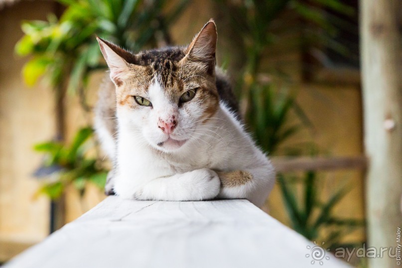 Раротонга, Острова Кука (1/3)