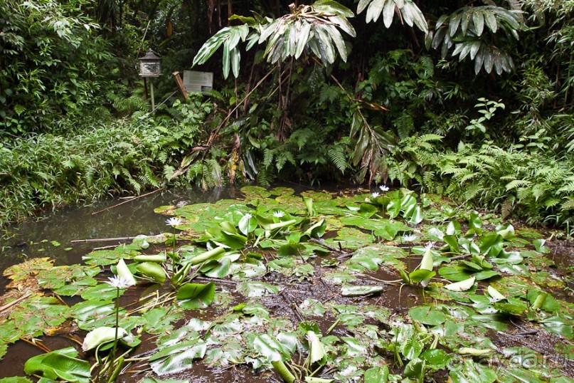 Остров Вознесения, южный Атлантический океан (2/3)