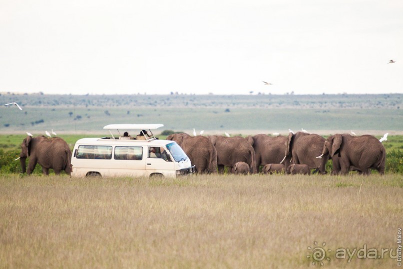 Альбом отзыва "Kenya (Кения)"