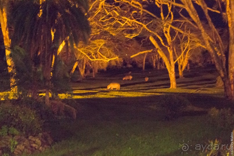 Альбом отзыва "Kenya (Кения)"