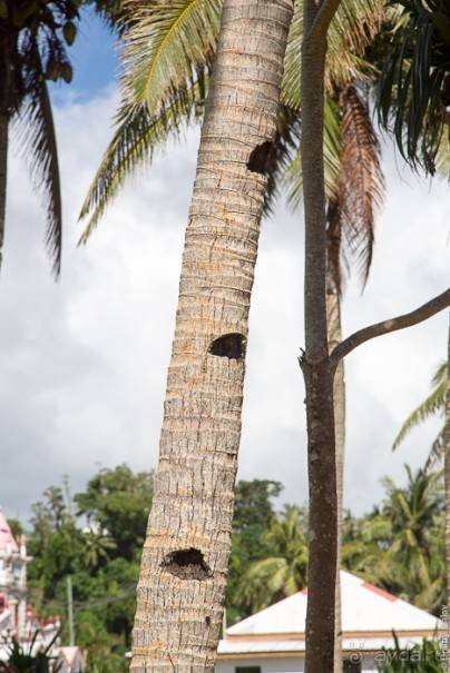 Уоллис и Футуна — Футуна (2/2)