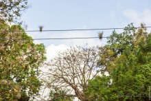 Сент-Винсент (2/2)