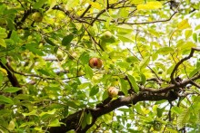 Сент-Винсент (2/2)