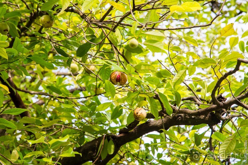 Сент-Винсент (2/2)