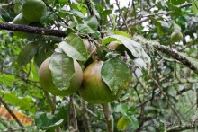 Маркизские острова (3/3): Hiva Oa, тики