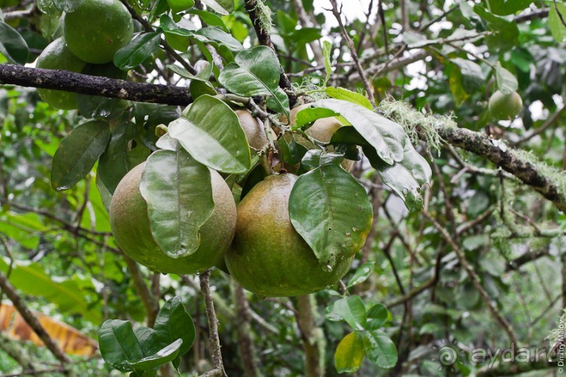 Маркизские острова (3/3): Hiva Oa, тики
