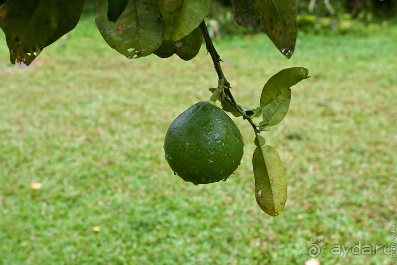 Маркизские острова (3/3): Hiva Oa, тики