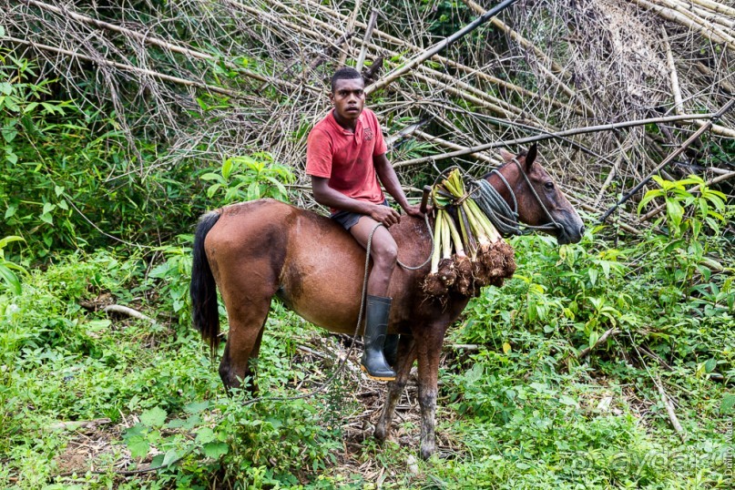Фиджи — Вануа-Леву