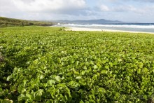 Сайпан, Северные Марианские острова