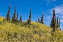 Нормандские острова