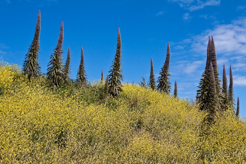 Нормандские острова