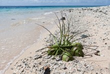 Республика Маршалловых островов, Микронезия (2/2)