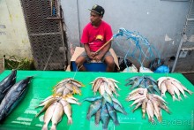 Фиджи — Сува