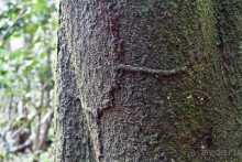 Монтсеррат. Montserrat, West Indies (4/4).