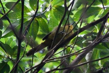 Монтсеррат. Montserrat, West Indies (4/4).