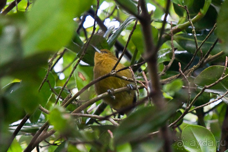 Монтсеррат. Montserrat, West Indies (4/4).